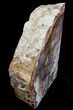 Medium Petrified Wood Bookends - Madagascar #6478-2